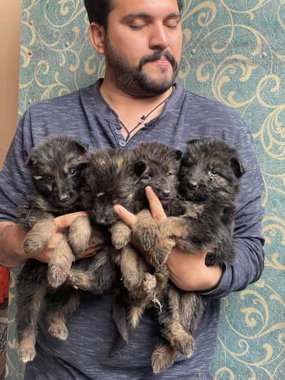 German shepherd long hair puppies Both Male and Female Dark pigment