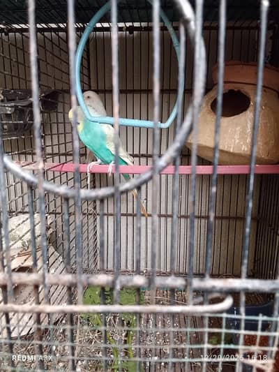 red eye white & beautiful male