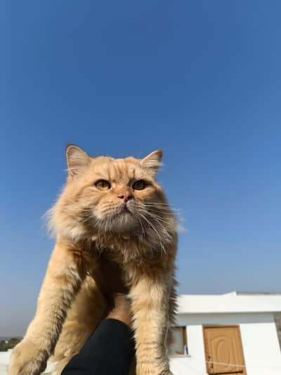 Maine coon mix cat for adoption need a responsible owner for my cat.