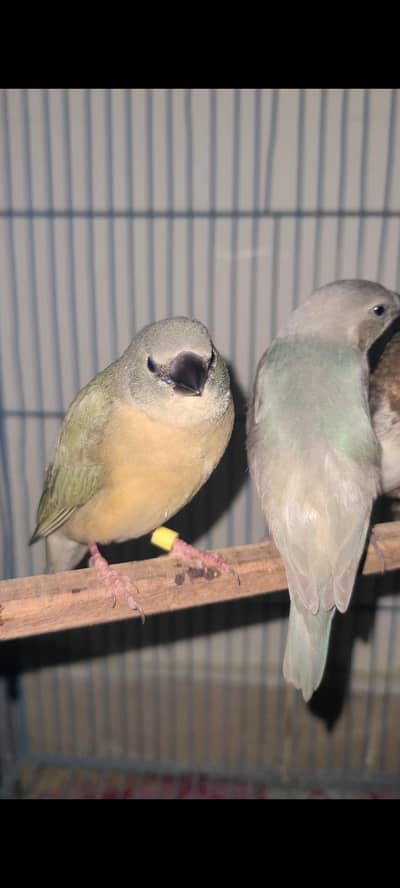 Green Blue split Gouldian chick's for sale