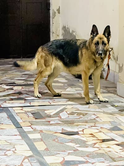 German shepherd breeder Female