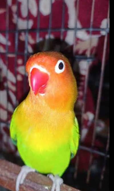 love bird pair for sale