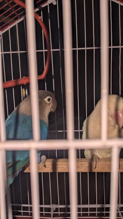 lovebirds pair for sale with cage