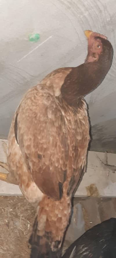 Healthy and beautiful Aseel Hen