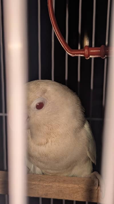 Love birds pair for sale with cage