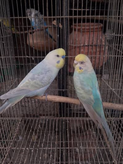 hogoromo,TCB,undersize,rainbow,patha,hogo,bajri pair