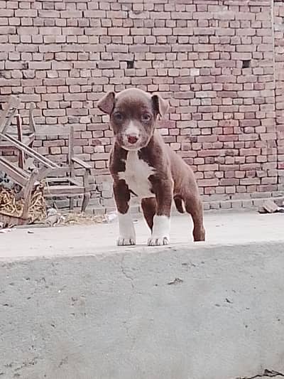 Painter dog age 2 month