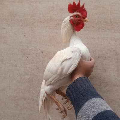 (0322612423)heera bangum aseel  hera madi  mushki madi 3 pathay