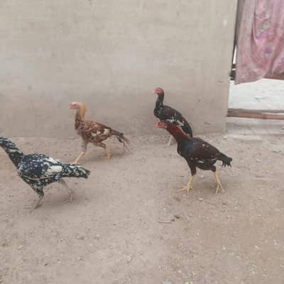 (03226124423i madi 3 pathay