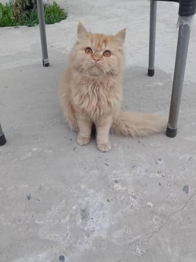 percian cat for sale