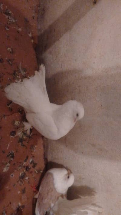 LUCKY PAIR FOR SALE IN RAWALPINDI