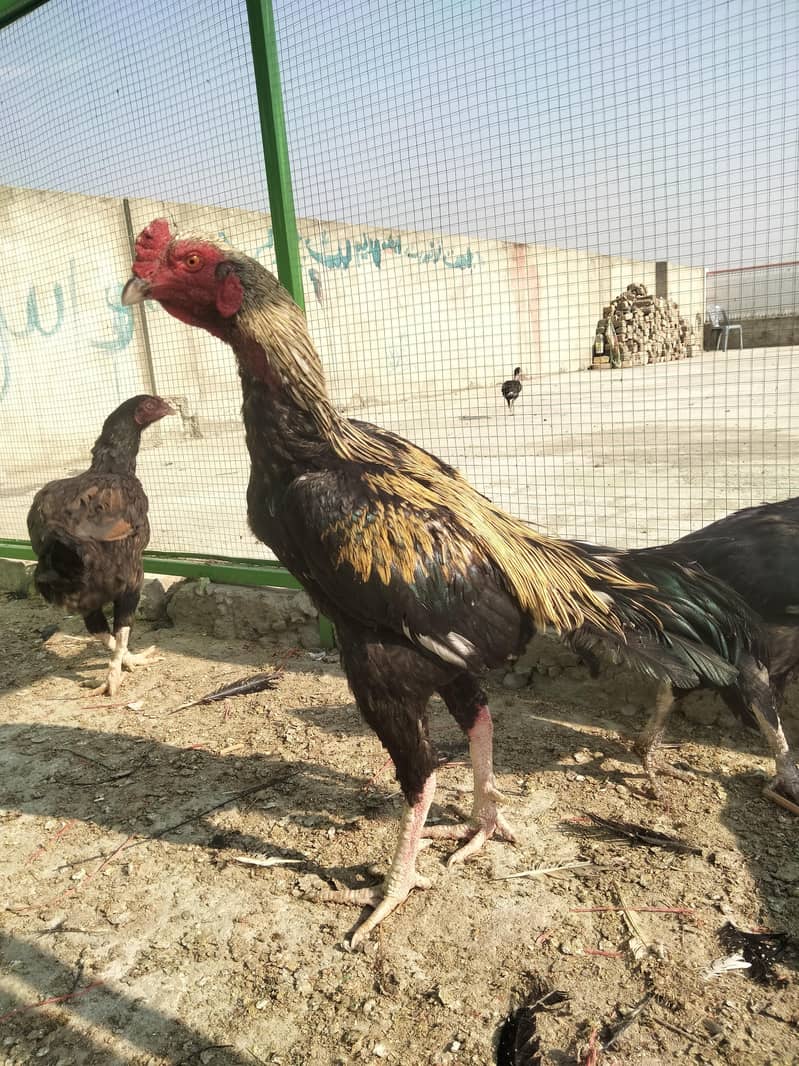 aseel murgia  murga 1