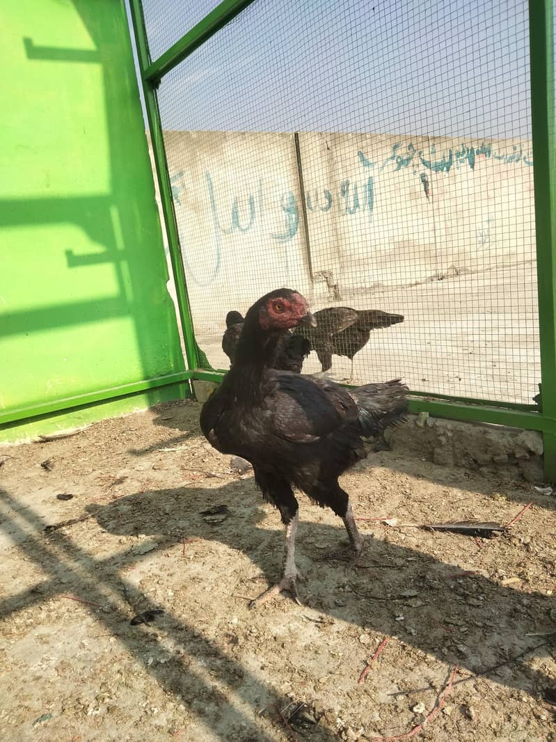 aseel murgia  murga 2