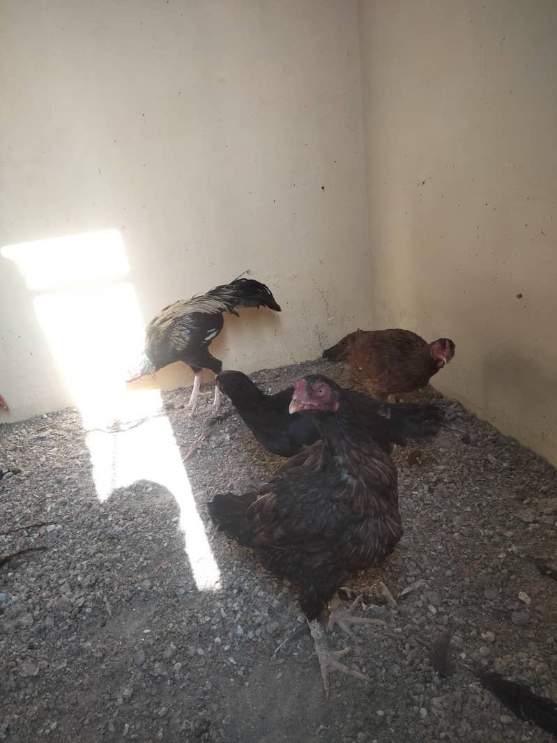 aseel murgia  murga 3