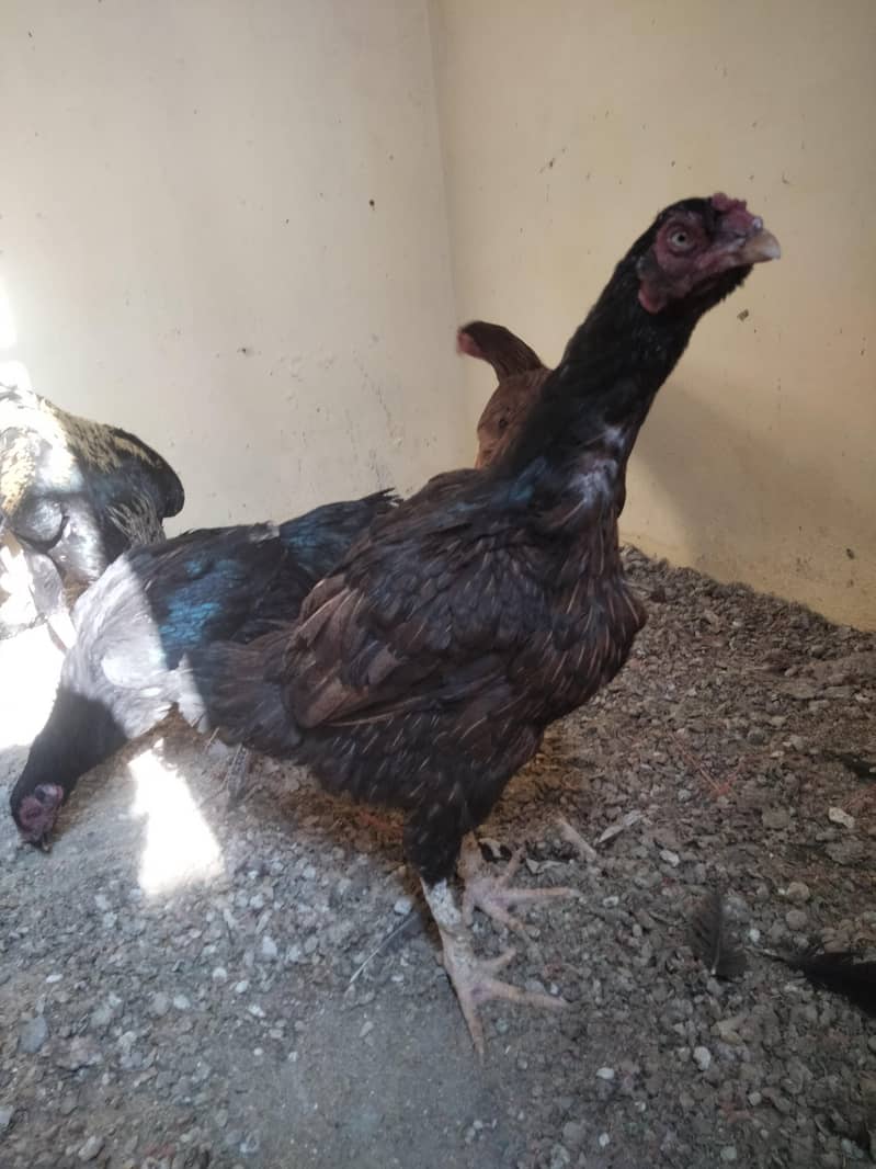 aseel murgia  murga 5