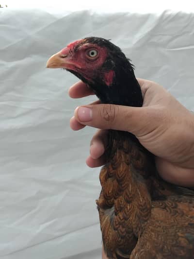 top quality aseel 0325-1986684