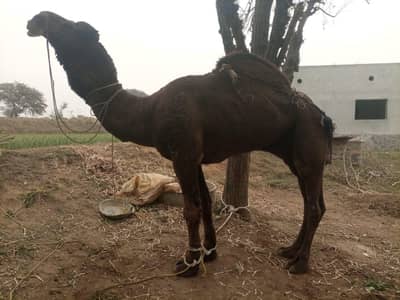 Camel for Sale