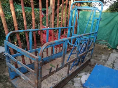 Kanda-weight machine for cows