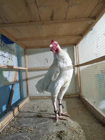 paper white heera aseel