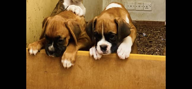 Boxer puppies