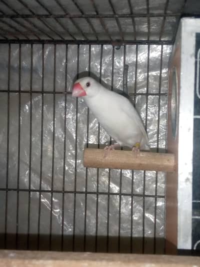 White Java Adult Pair Good Fly Nail Tail All Ok Ready to breed