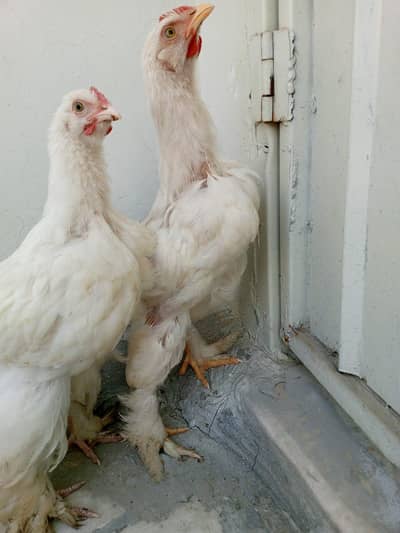 white bantam
