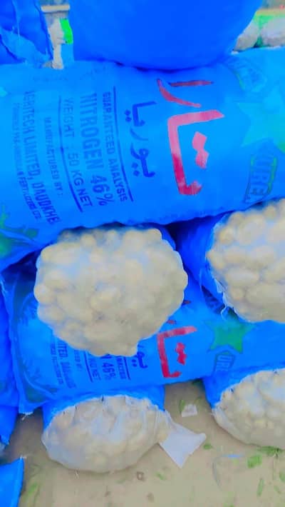 potatoes available for multan sabzi mandi Sy