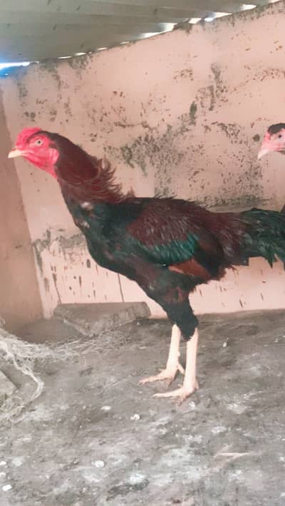 Sirf Shoqeen rabta karen fullactive bird  location younusabad Karachi