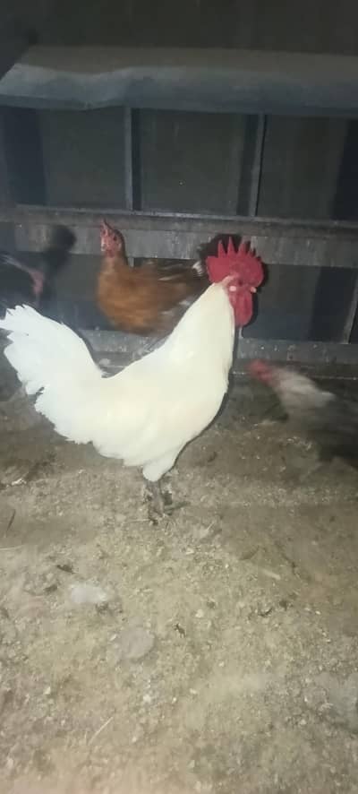 Golden male for sale