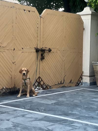 Labrador Dog urgent for sale