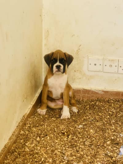 German boxer registered puppies