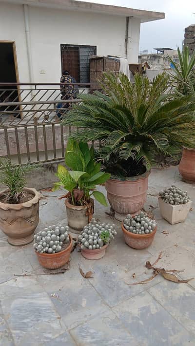 Plants with Pots up for sale