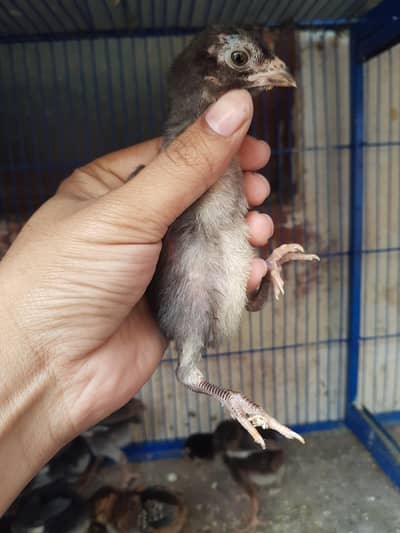 Aseel chiks  for sale lena wala contac  kare.