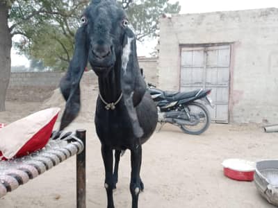 بکری براۓ سیل