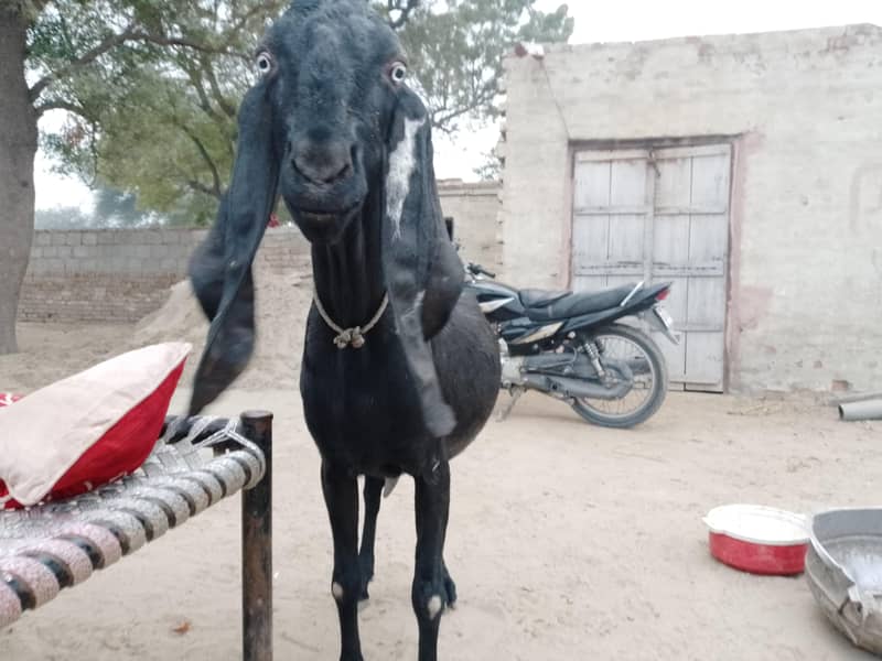 بکری براۓ سیل 0