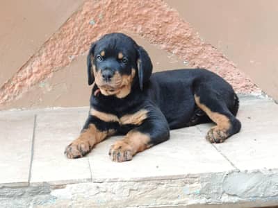 Rotwilerr pedigree Show Class  puppy