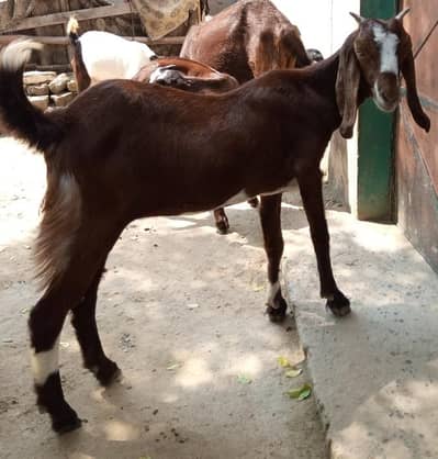 doghli nasal goat