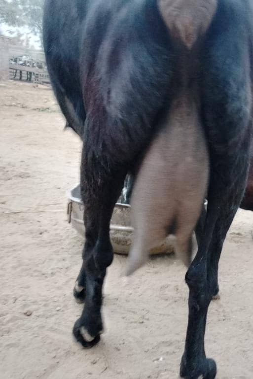 بکری براۓ سیل 2