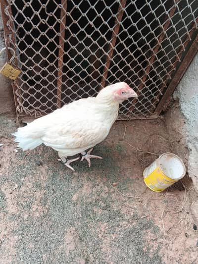 aseel mianwali Heera  female