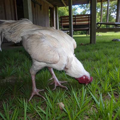 Heera Aseel | White Murgha |Kandari | Bhagyari nasal | Aseel | Hen