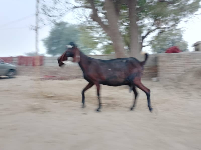 بکری براۓ سیل 3