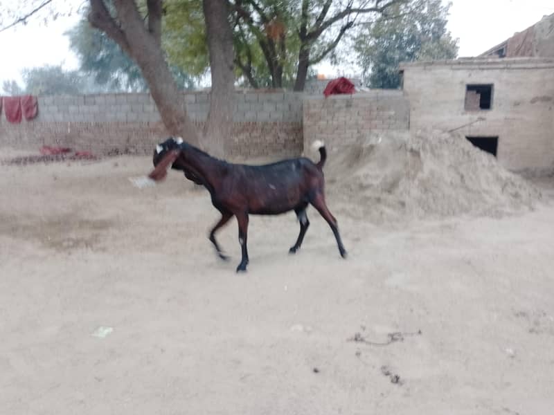 بکری براۓ سیل 4