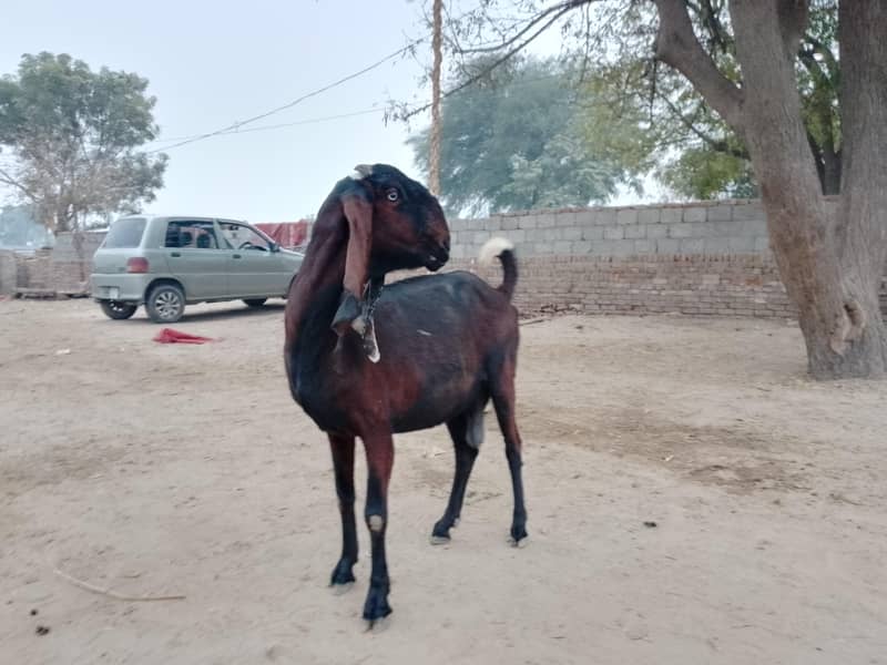 بکری براۓ سیل 5