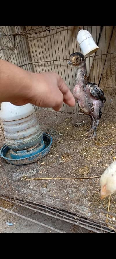 burmi pakkoy breed pair