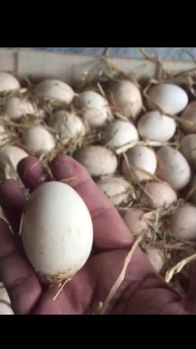 Desi Andy for sale in Sargodha