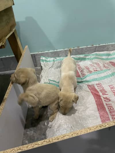 Labrador female for sale