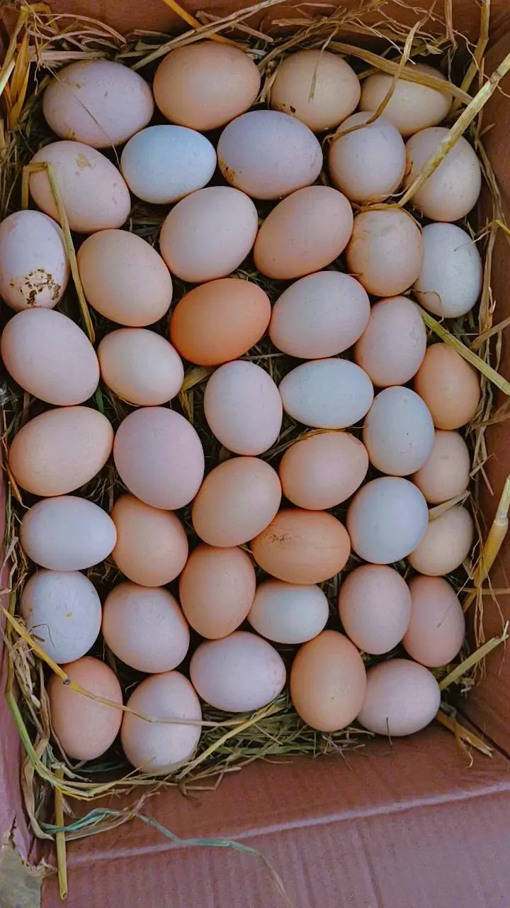 dasi eggs available