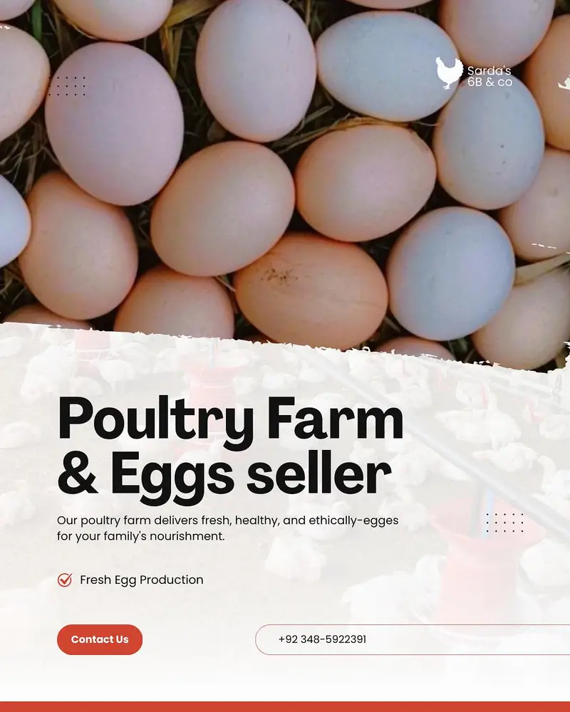 dasi eggs available — photo 2