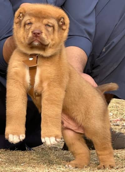 Alabai puppys male dabal Hadi havey bone stacture security dogs for