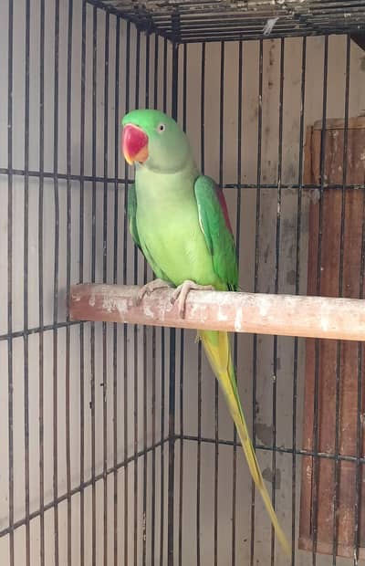Pahari Raw Parrot Female